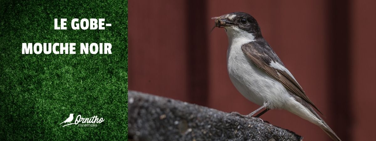 Comment reconnaître le gobe-mouche noir ?