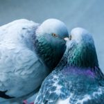 Tout savoir sur la vie et la reproduction des pigeons : De la formation du couple à l’envol du pigeonneau