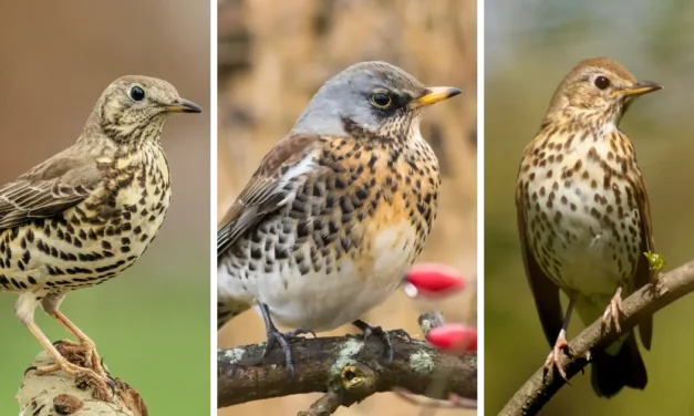 Recognizing Thrush Songs: Song Thrush, Fieldfare & Mistle Thrush