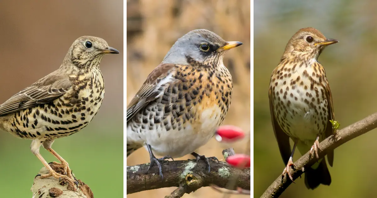 Recognizing Thrush Songs: Song Thrush, Fieldfare & Mistle Thrush