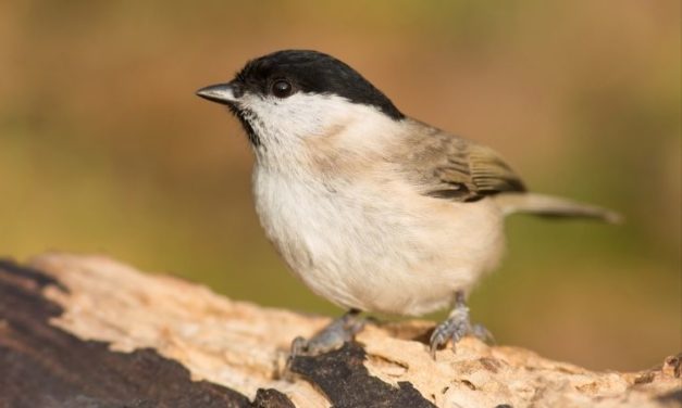 Comment reconnaître la mésange nonnette ?