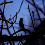 Birds That Sing at Night: A Complete Guide