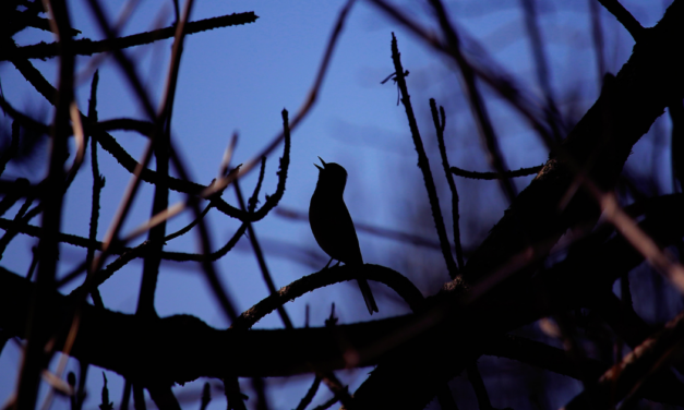 Birds That Sing at Night: A Complete Guide