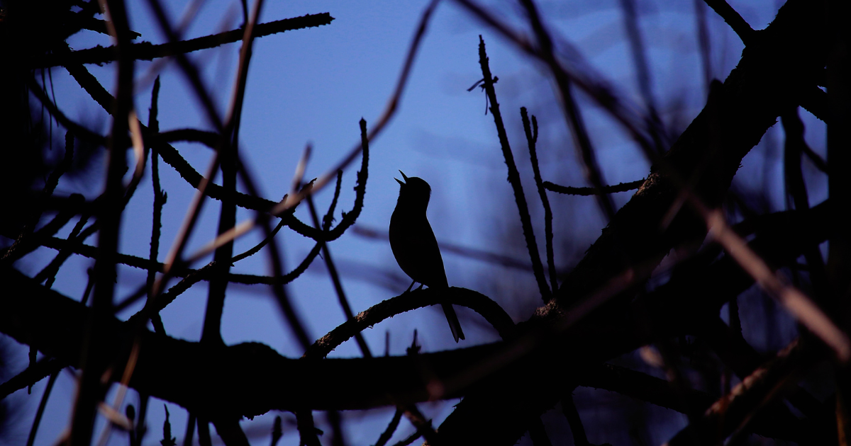 Birds That Sing at Night: A Complete Guide