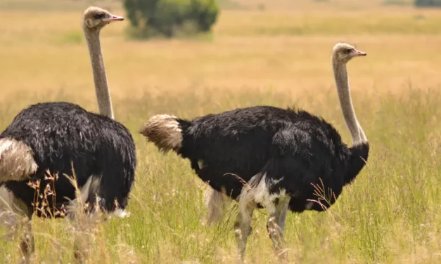 Top 10 des oiseaux qui ne volent pas