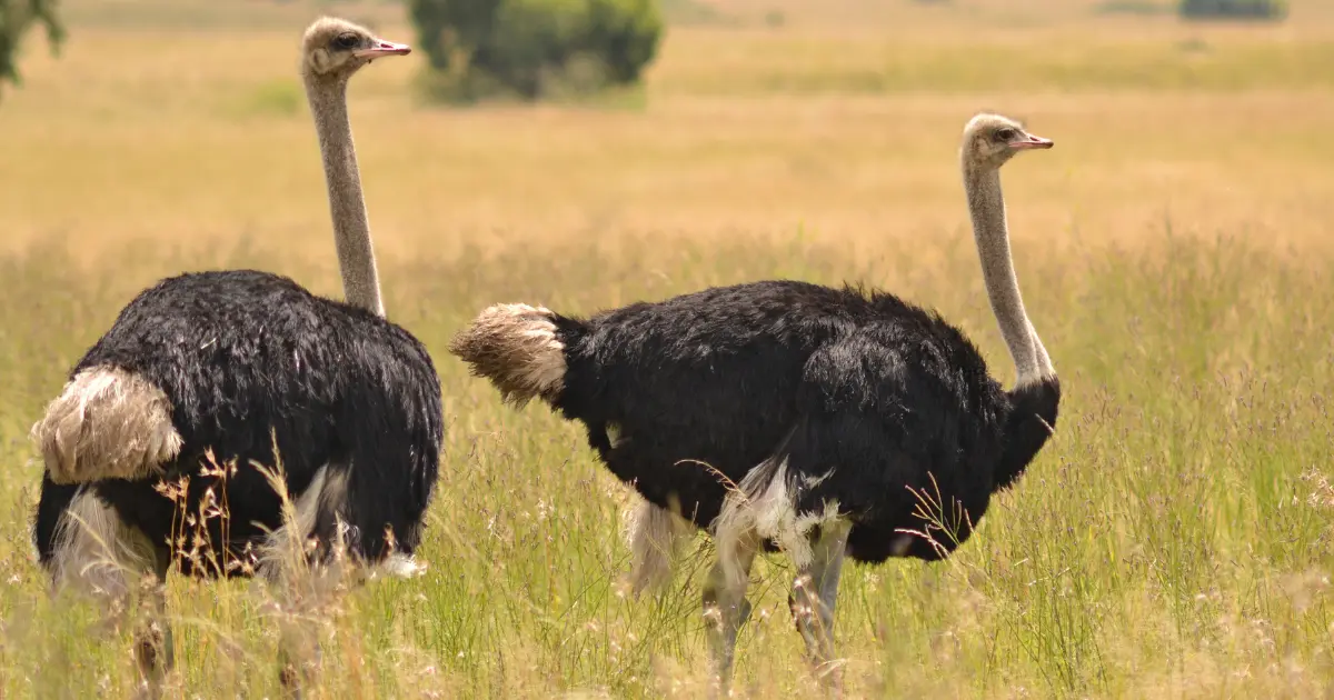 Top 10 des oiseaux qui ne volent pas