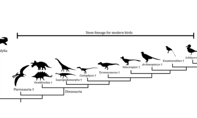 Understanding Bird Phylogeny and Evolution