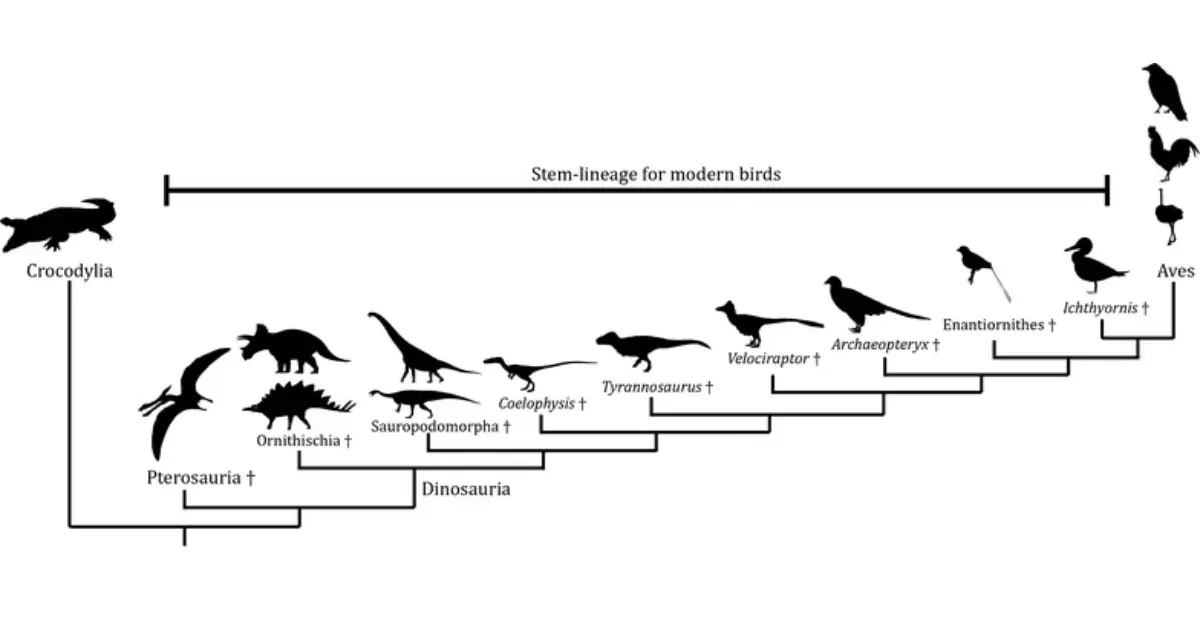 Understanding Bird Phylogeny and Evolution